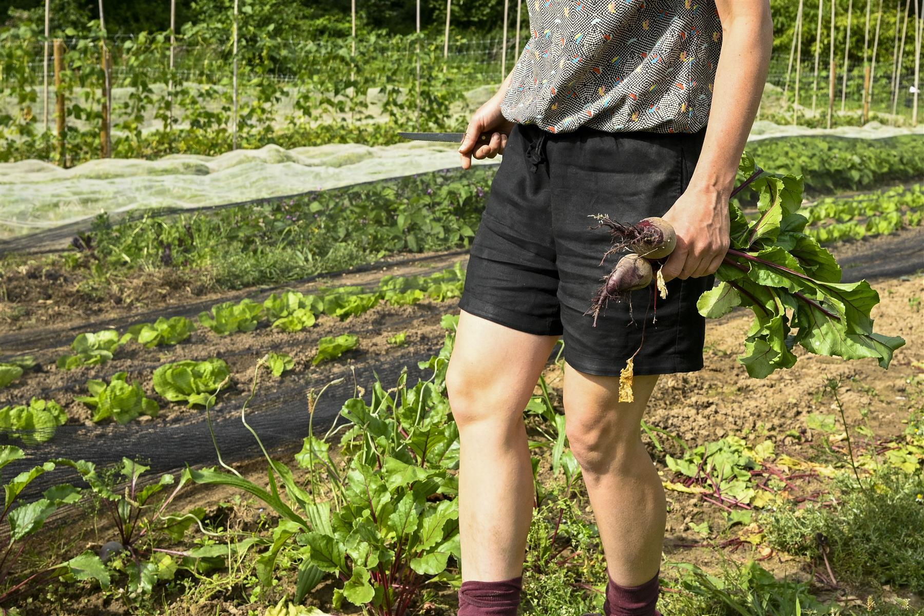 Relegum is de nieuwe zelfplukboerderij van Groot Eiland in Relegem (Asse)